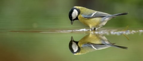A yellow and black bird sitting on top of a body of water