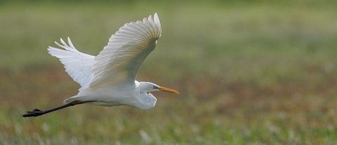 A white bird flying over a lush green field