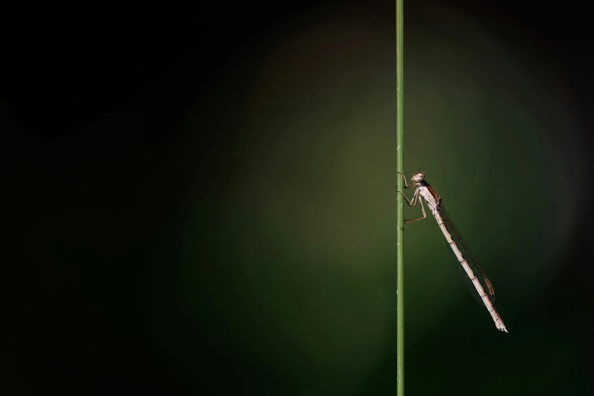 A bug is sitting on a green stem
