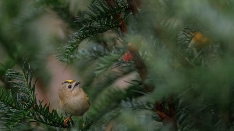 A small bird perched on top of a pine tree